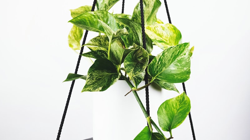 2026世界杯北美三国联合主办城市场馆建设最新进展航拍图